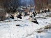 Мешканців Львівщини закликають підгодовувати перелітних птахів, які опинилися на межі виживання