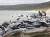 На берег у Австралії викинулися 150 чорних дельфінів