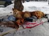 Дім під ялинкою. Львівські волонтери рятують собачу пару, що живе під деревом на Сихові