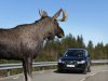 На Львівщині автомобіль насмерть збив лося, який раптово вибіг на дорогу