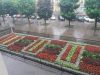 У Личаківському районі Львова висадять квітів на 725 тисяч
