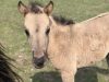Яворівський національний парк запрошує до нащадків дикого коня-тарпана