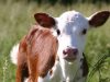 На Львівщині за утримання молодняка великої рогатої худоби дають фінансові дотації