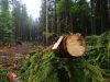 Контрабанда українського лісу. Гройсман доручив перевірити лісгоспи