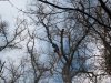 Торік у Львові зрізали дві тисячі старих дерев