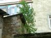 Львівські комунальники ліквідовують самосіви на дахах будинків