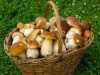 Як уникнути отруєння грибами: поради від МОЗ