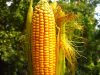 Цього року в Україні очікують рекордний врожай кукурудзи