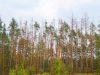 В Україні всихає майже 400 тисяч гектарів лісу