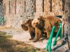 «Домажир» запрошує святкувати День плюшевого ведмедика разом із клишоногими