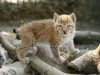 WWF проведе у Львові вечір пам’яті зникаючих видів тварин