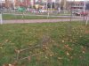 У парку Івана Павла II на Сихові вандали зламали 32 дерева
