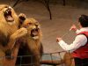 Мінприроди хоче заборонити диких тварин у цирках