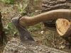 На Львівщині засудили трьох чоловіків, які самовільно вирубали дерева на території заповідників