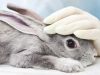 У МОЗ пропонують заборонити тестування косметичних виробів на тваринах