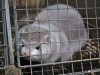 Сербія заборонила розводити та вбивати тварин для виробництва хутра