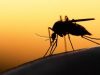 Вчені розповіли, як комарі знаходять людей