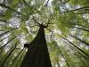 Незаконна рубка дерев на Старосамбірщині: працівнику лісогосподарства оголосили про підозру