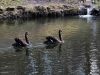 На озері у Стрийському парку оселились чорні лебеді