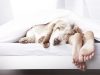 ТОП-6 міфів про сон, які шкодять здоров'ю людей