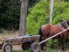 На Золочівщині 22-річний юнак вкрав у пенсіонера коней та підводу