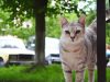 ЛКП «Лев» разом з ветлікарями міжнародного фонду стерилізуватимуть безпритульних котів Львова