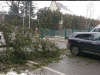 Сильний вітер повалив у Львові декілька дерев