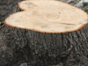 На Старосамбірщині незаконно зрізали дерев на понад 600 тисяч гривень