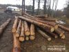 У Буському районі незаконно зрубали понад 200 дерев