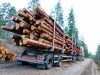 Корупція і незаконний продаж деревини у «Галсільлісі»: у справі з’явились нові фігуранти