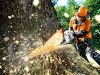 Мешканець Самбірщини зрізав дерев на 330 тисяч