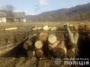 На Старосамбірщині незаконно вирубали хвойні дерева