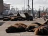 У аргентинському місті морські леви «захопили» порт і гуляють спорожнілими вулицями