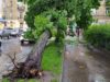 Буревій у Львові повалив 34 дерева та пошкодив 21 дах