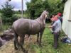 На Бродівщині рятувальники визволили коня, який впав у стічну яму