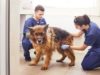 Ветеринарна клініка ЛКП «Лев» знову працює у цілодобовому режимі
