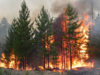 Бережімо ліс від пожеж. Мешканців Львівщини закликають дотримуватись правил безпеки під час відпочинку