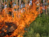 Мешканців Львівщини попереджають про надзвичайну пожежну небезпеку