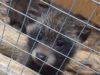 Домівка врятованих тварин у Львові опинилась на межі закриття. Як допомогти