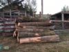 Розкрадання лісу: на Львівщині депутата сільради спіймали на хабарі