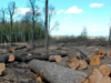 Житель Львівщини відбувся умовним терміном за вирубку лісу у заповіднику