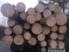 На Львівщині продовжується незаконна вирубка лісу