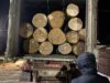 Посадовців лісгоспу на Самбірщині викрили на крадіжках деревини