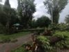 Буревій повалив у Львові 73 дерева і пошкодив вісім дахів
