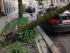 У Львові дерево впало на автомобіль