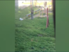 У Львові п'яний чоловік стріляв з пневмата на ігровому майданчику школи