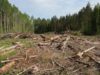 Екскерівник лісгоспу на Львівщині сяде за ґрати та відшкодує понад 5 млн грн