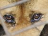В Україні посилили відповідальність за жорстоке поводження з тваринами. Що зміниться?