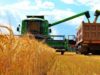 Україна вже зібрала 14 мільйонів тонн зернових