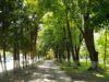 Львівський підприємець перетворив 5 гектарів хащів у Рясному у міні-ботанічний сад